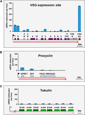 Pedal to the Metal: Nuclear Splicing Bodies Turbo-Charge VSG mRNA Production in African Trypanosomes